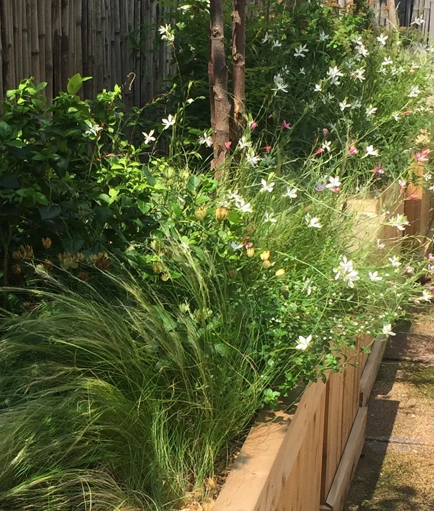 gaura.jpg