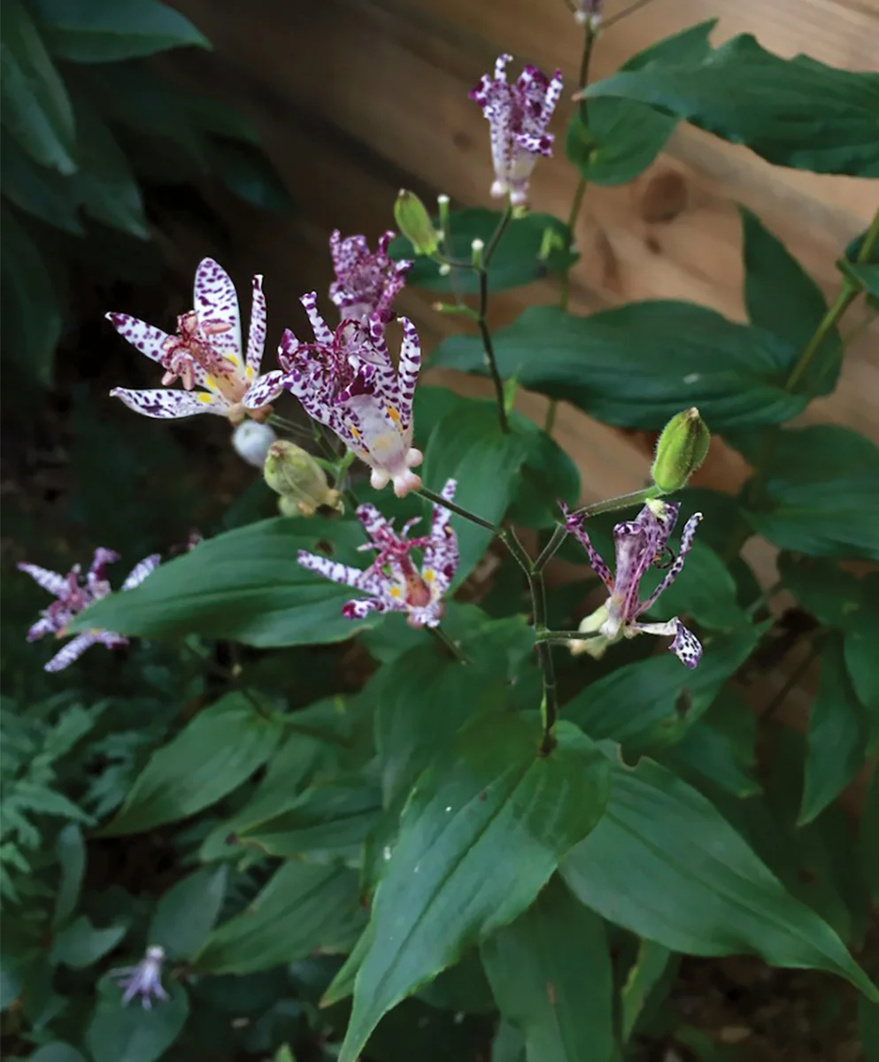 toad lilly notkin copy.jpg