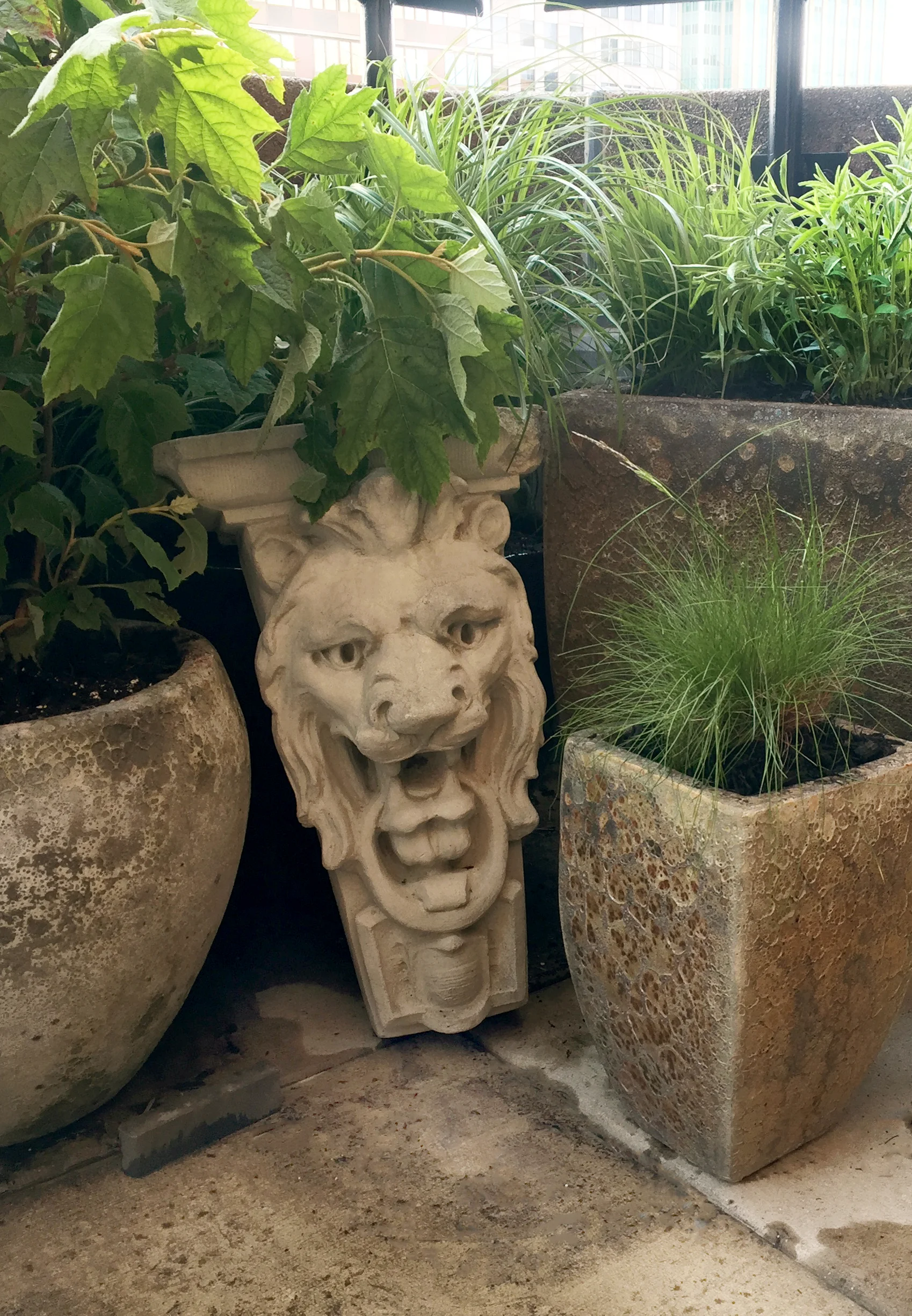 lion grasses new.jpg