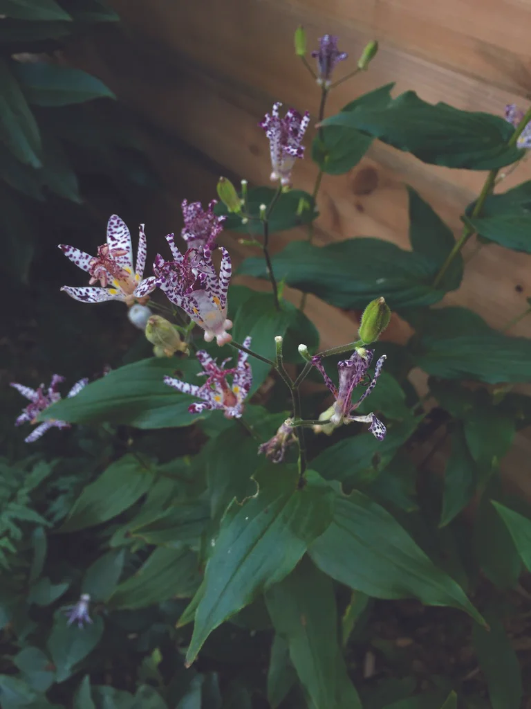 toad lilly notkin.jpg