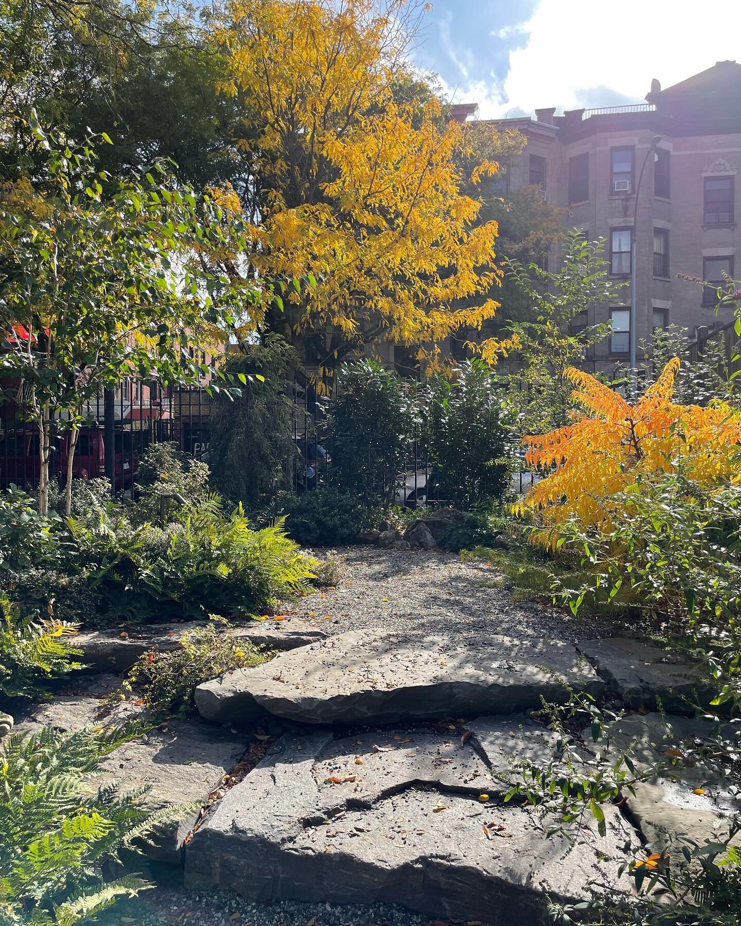 Fall color is finally hitting Dean Street. The Tiger Eye Sumac is brilliant!
.
.
.
.
.

#landscapedesign #brooklynmade #gardendesign #urbangardens #brooklyn #brooklynbackyard #gardendesign #landscaping #landscapedesigners #outdoorconstruction #urbang