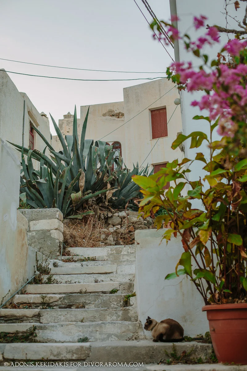 http://DivoraRoma.com - An All-inclusive Culinary Voyage Through