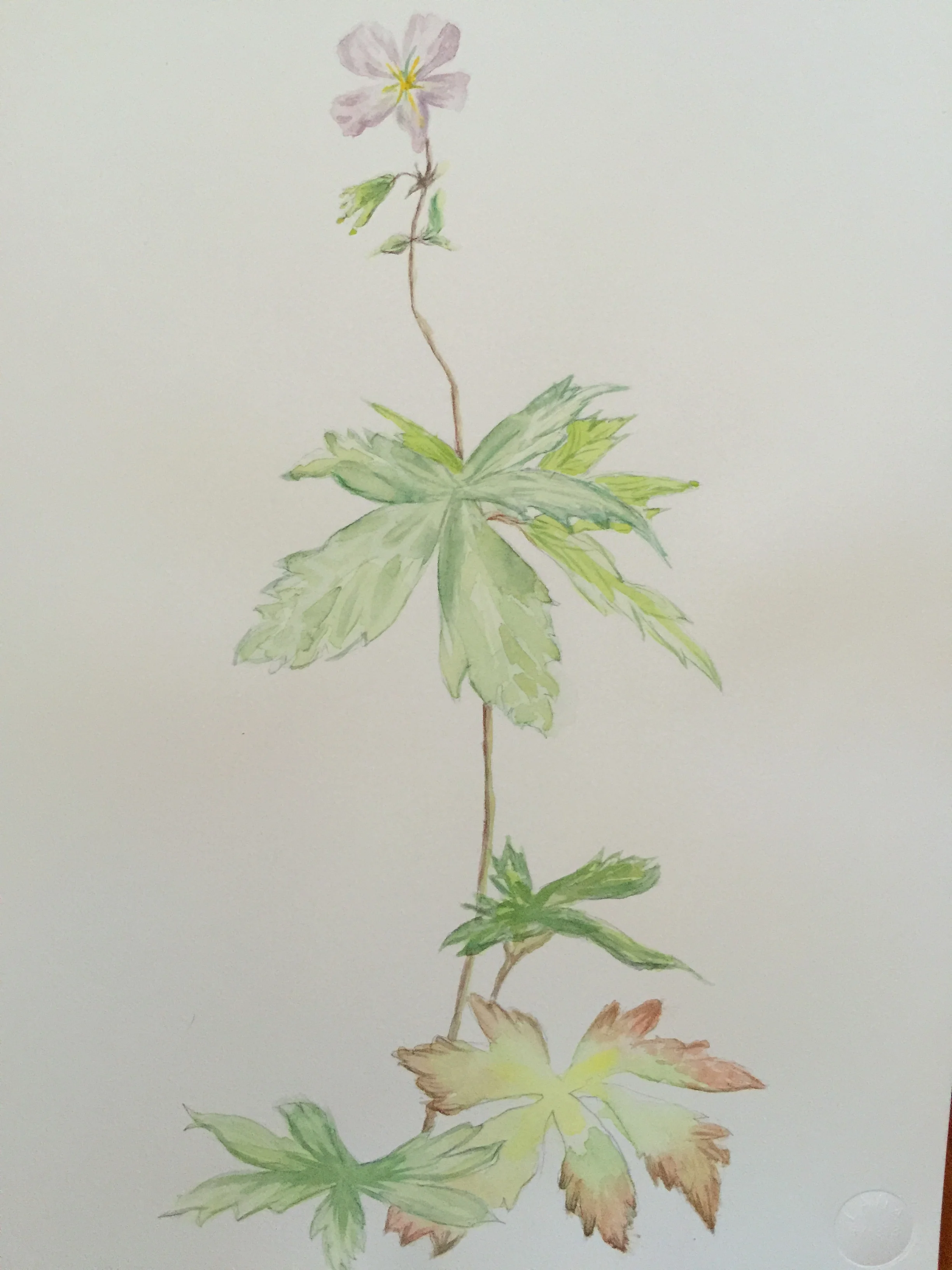 Garden in the Woods 2