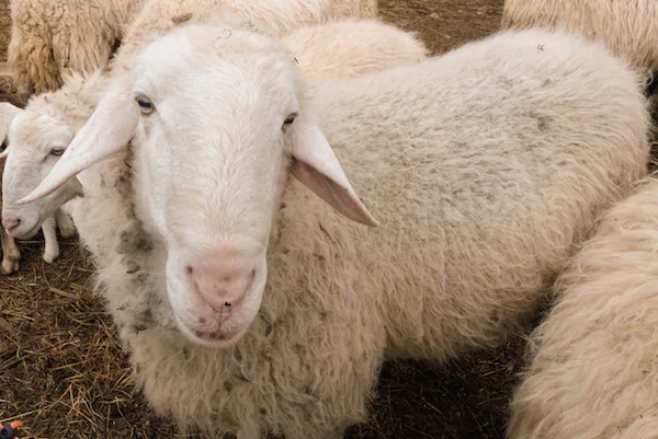 One of the many sheep the family had on their farm. 