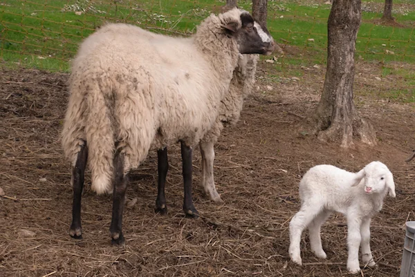 This baby was very vocal and kept yelling, "Ma" which was slightly obnoxious and very cute.