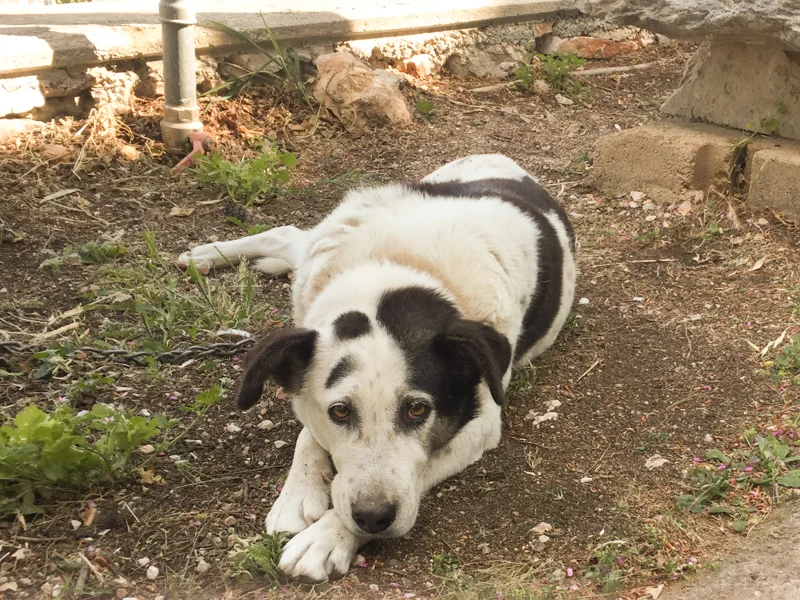 4.20.18. Cute stray pup