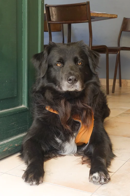 4.6.18. Cinque Terre: got to pet this cutie
