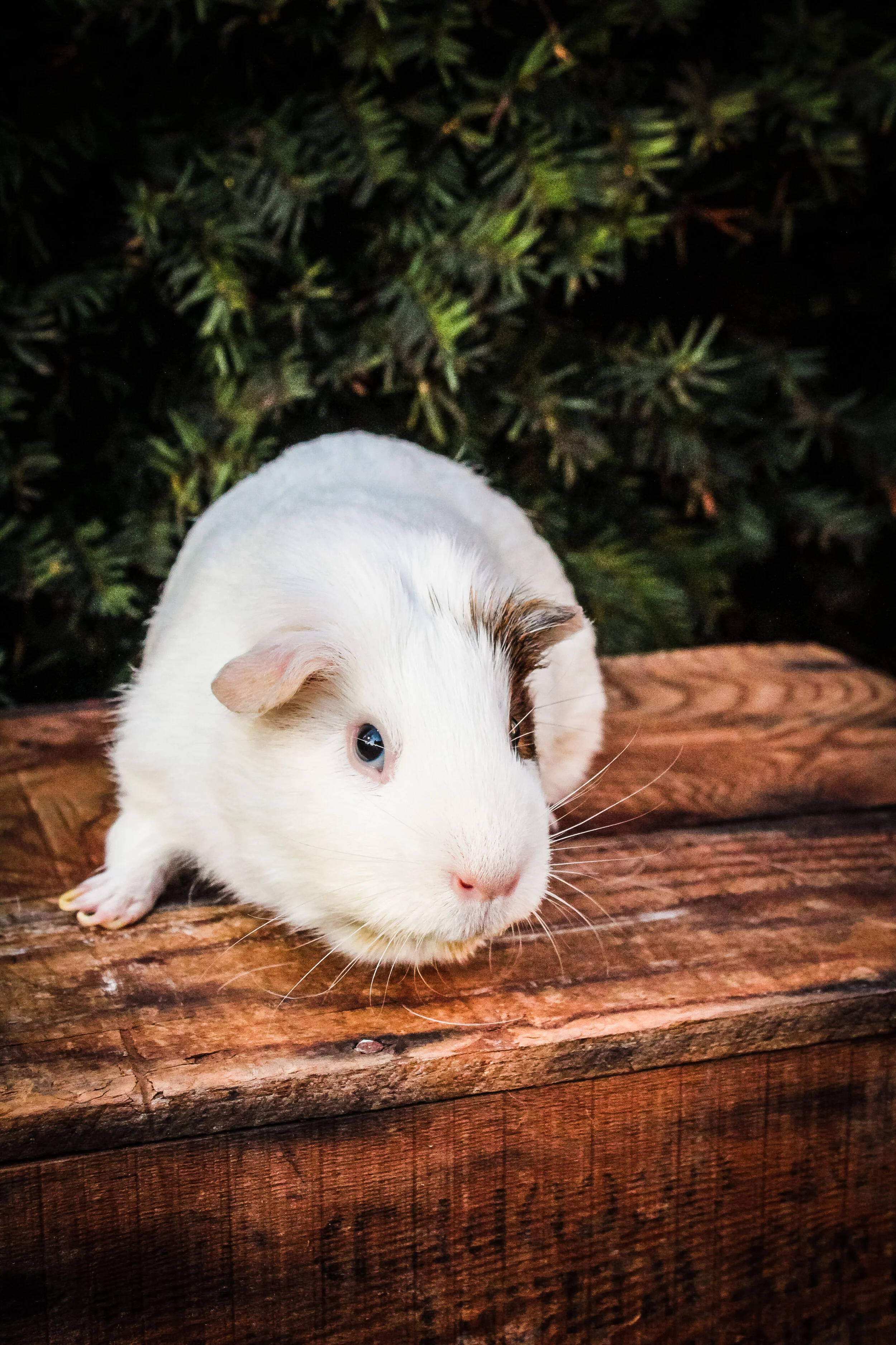 The Heffernan's Fall 2020 (75).JPG