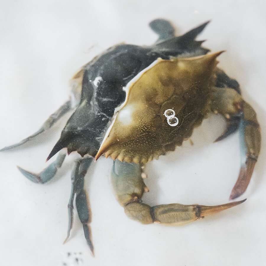 THE SCIENCE OF SOFT SHELL CRAB - CLICK TO READ