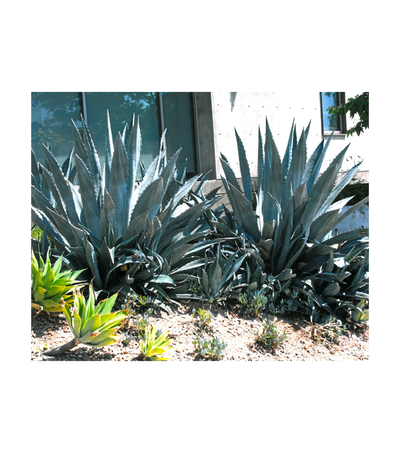 Photo_succulents.png