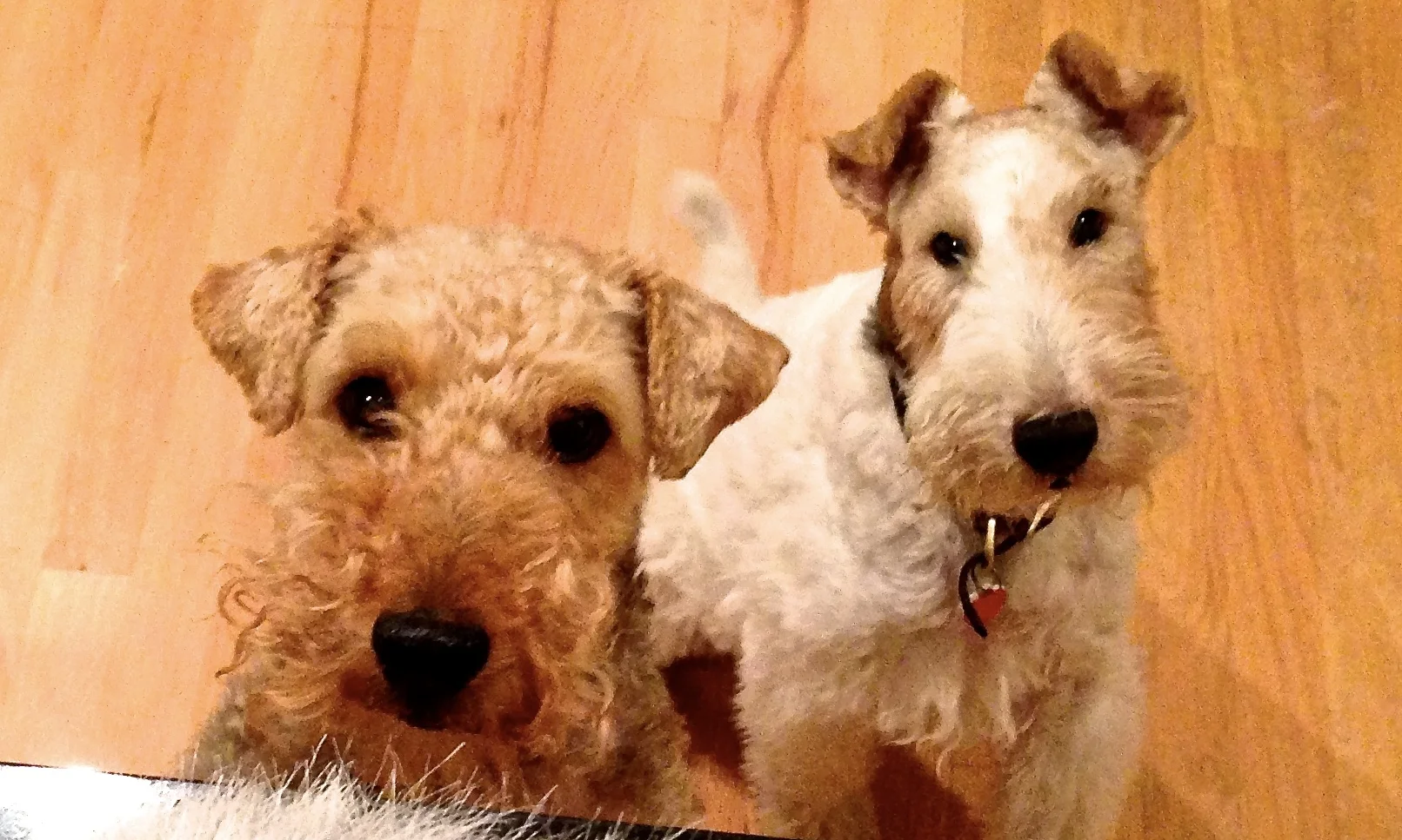 These beautiful terriers (Molly on the left, and Tyler on the right), were my four-legged kids and boon companions when I lived in Seattle and Portland. .