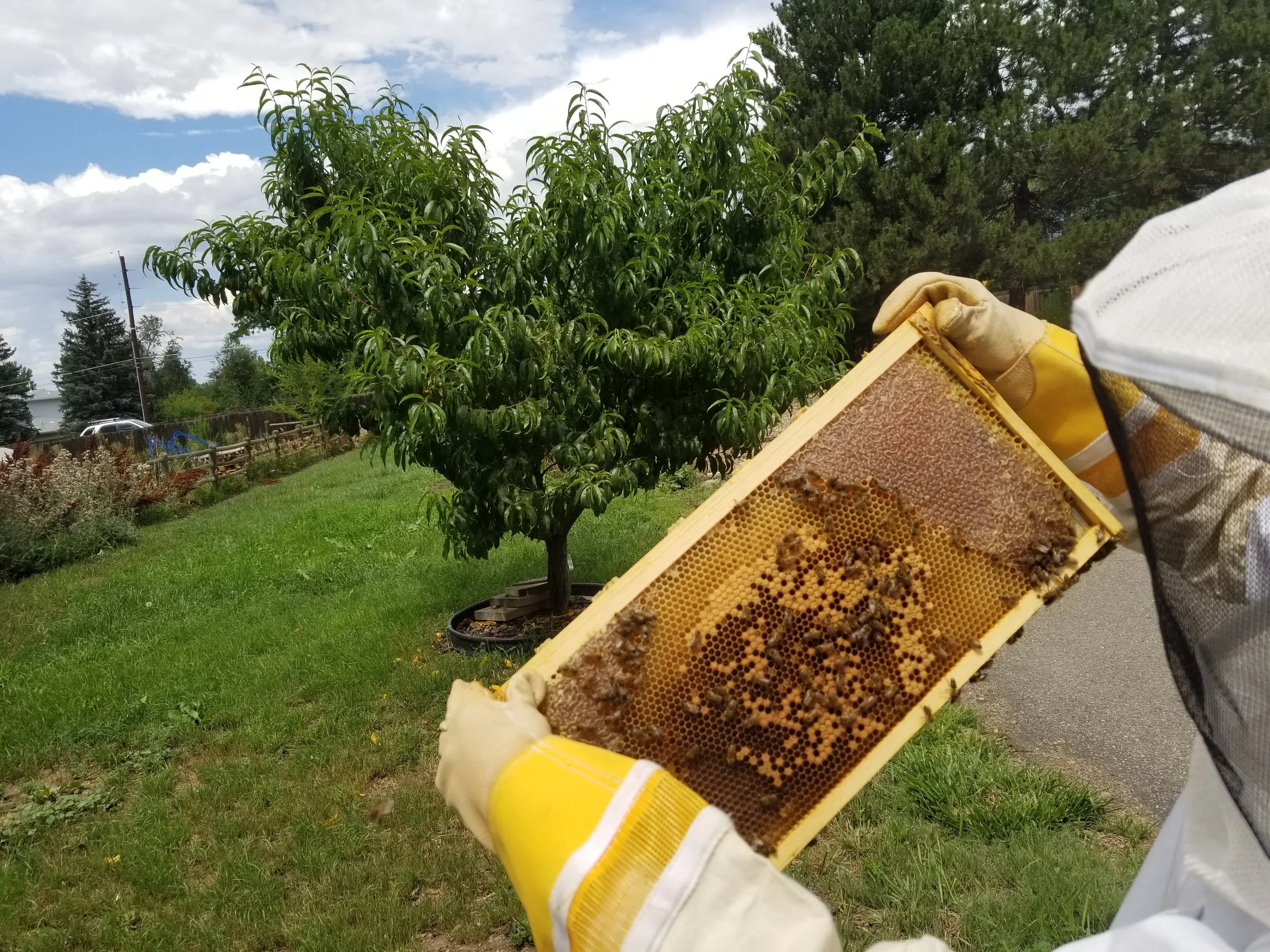 8-2017 Showing the comb.jpg