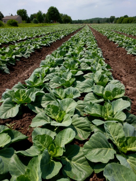 CABBAGE FIELD.gif