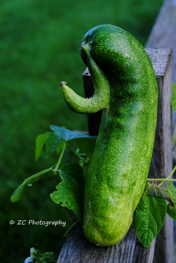 Cucumber from Bette (18).JPG