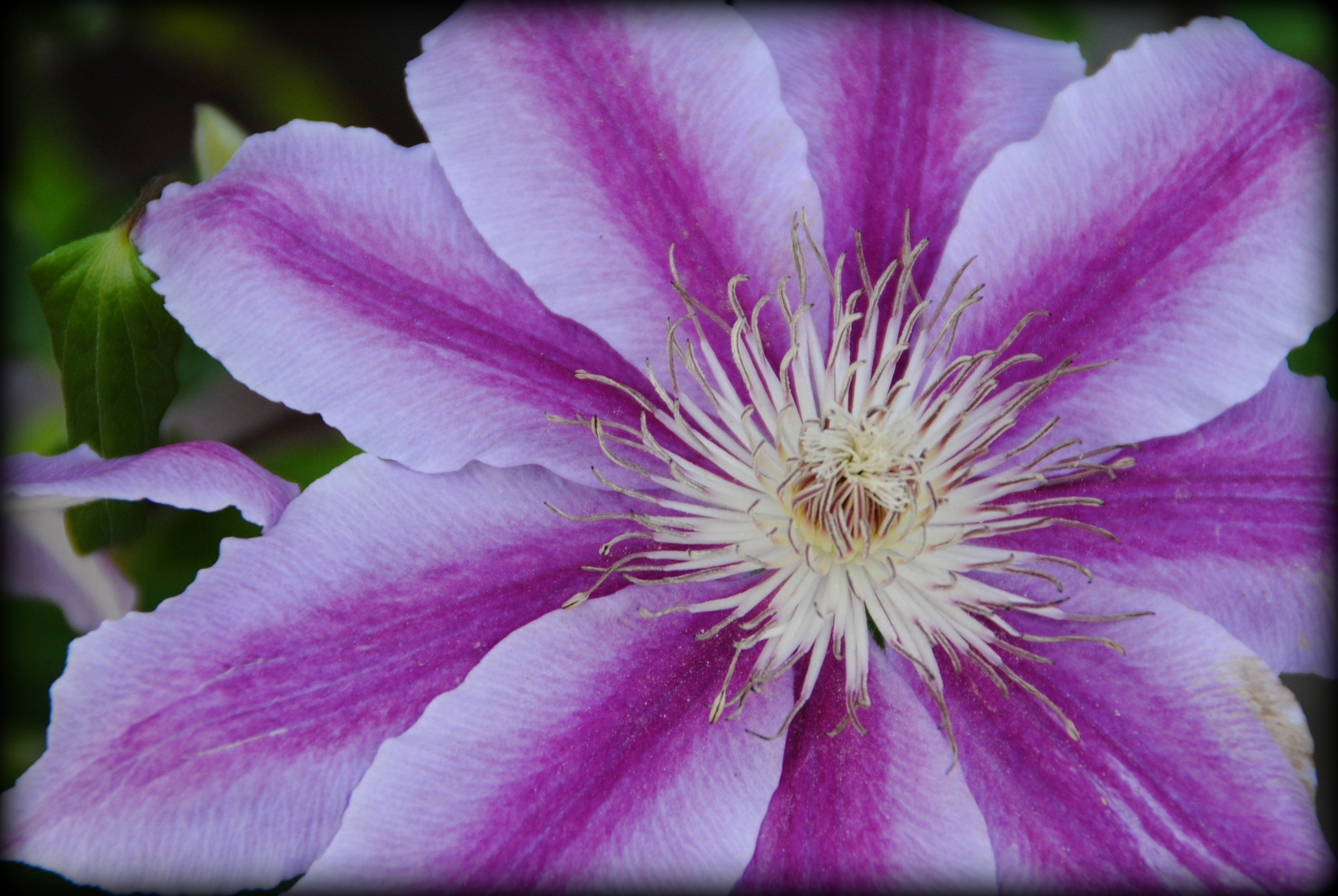 Floral_Clematis Dr Ruppel (3).jpg