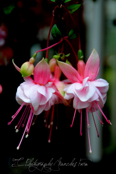 Fuchsia 2.JPG