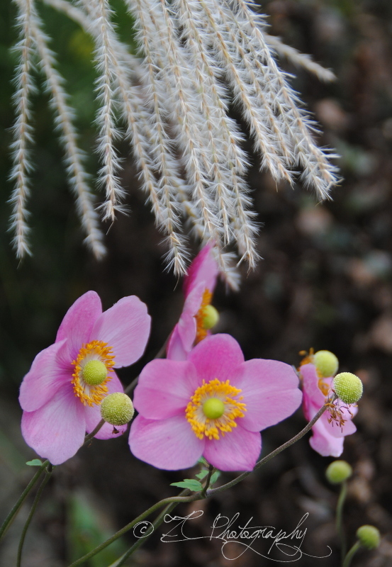 Anemone (8)_WM.jpg