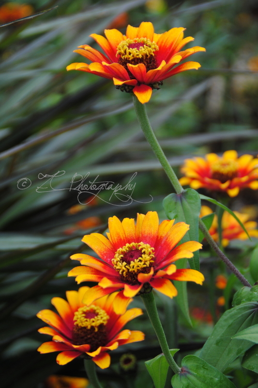 Zinnia 2b_WM.jpg