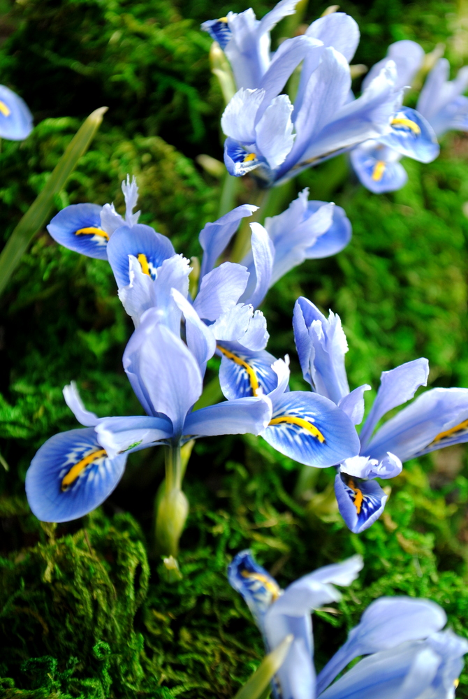 Iris reticulata (22).JPG