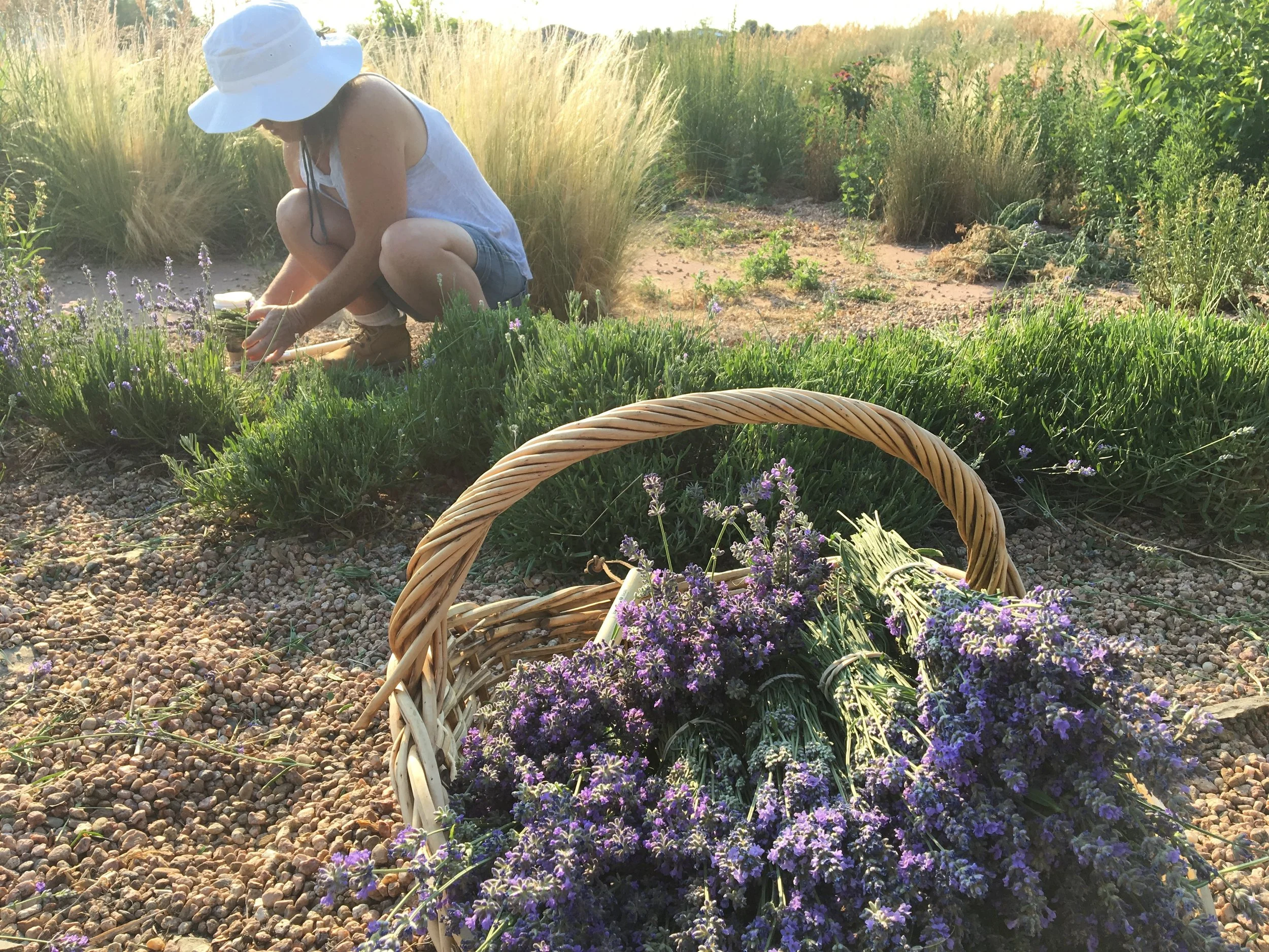 Community Garden Lavender
