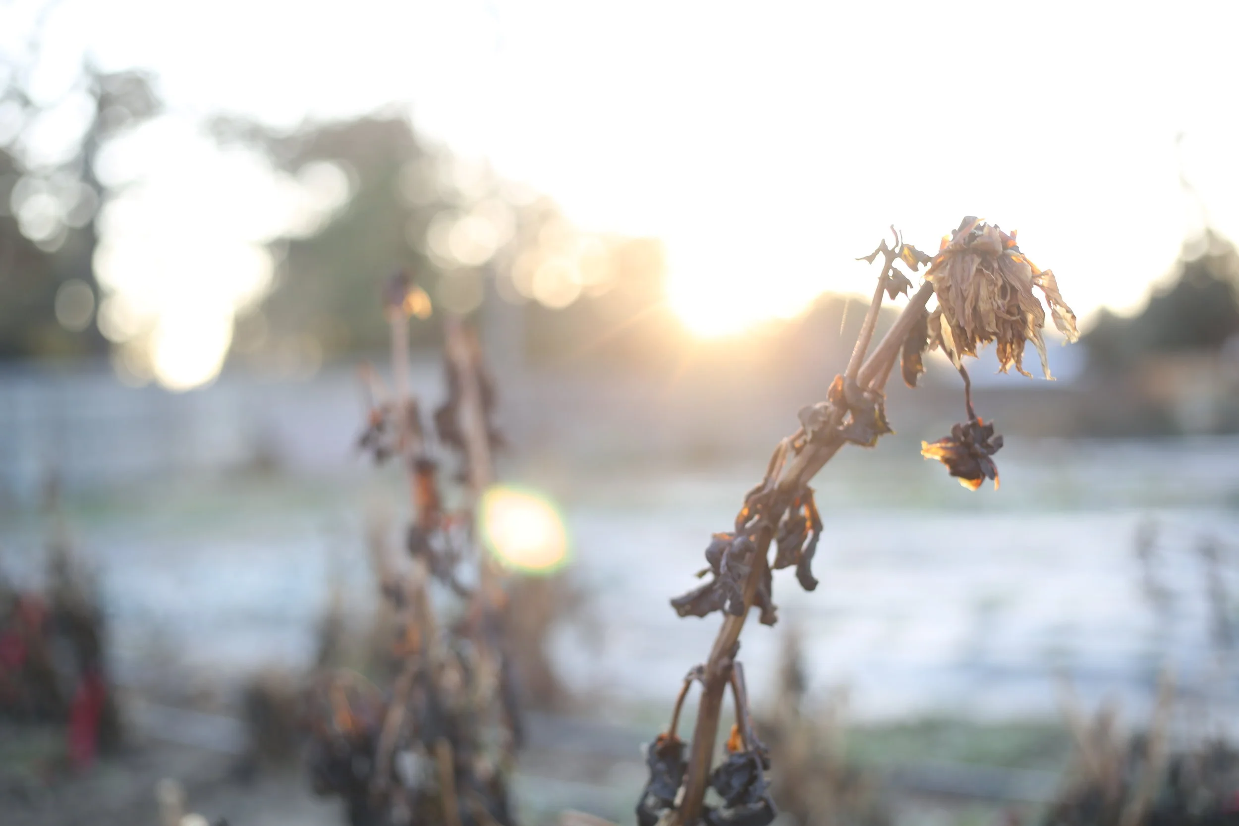 Aging, Dying and Death