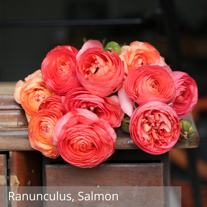 Ranunculus, Salmon.png
