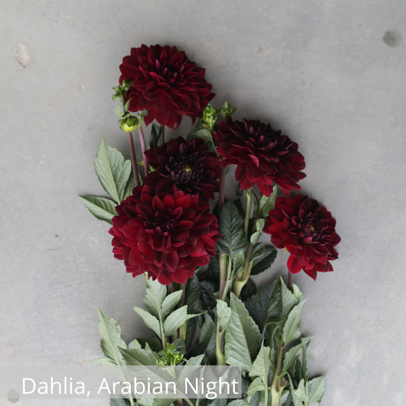 Dahlia, Arabian Night.png