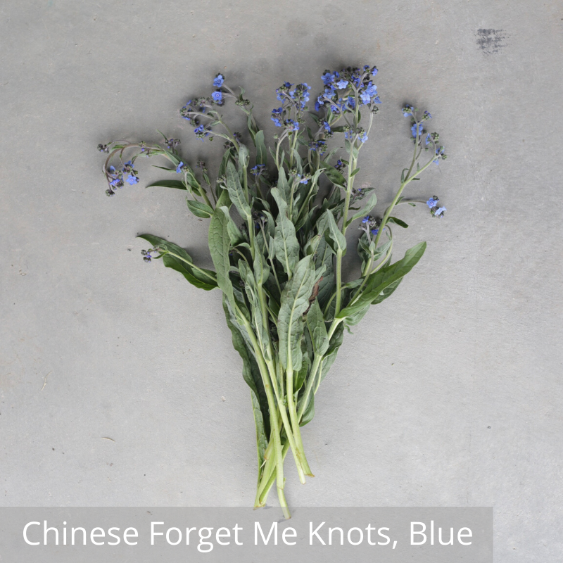 Chinese Forget Me Knots_Blue.png
