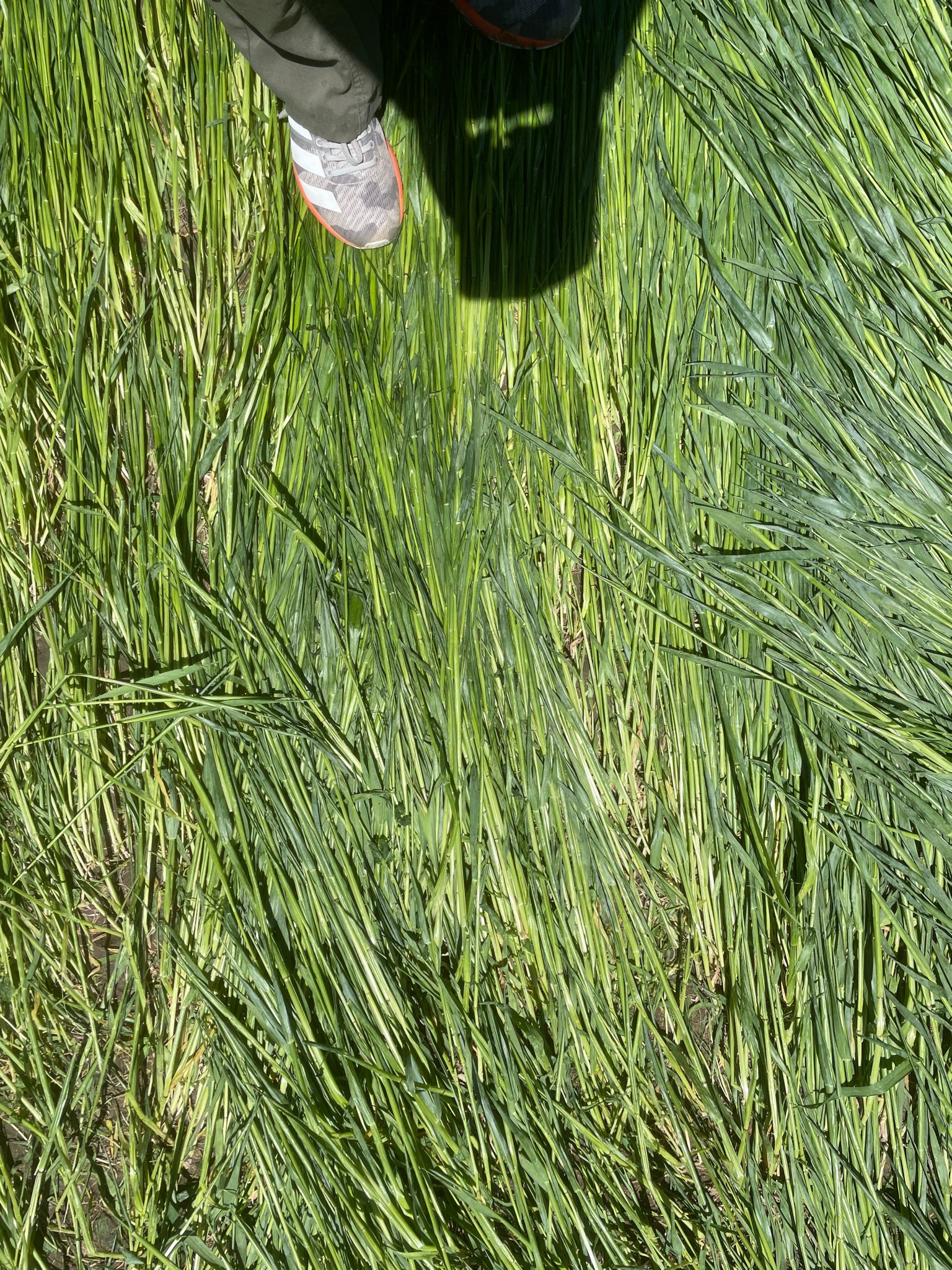 Close up of crimped crop