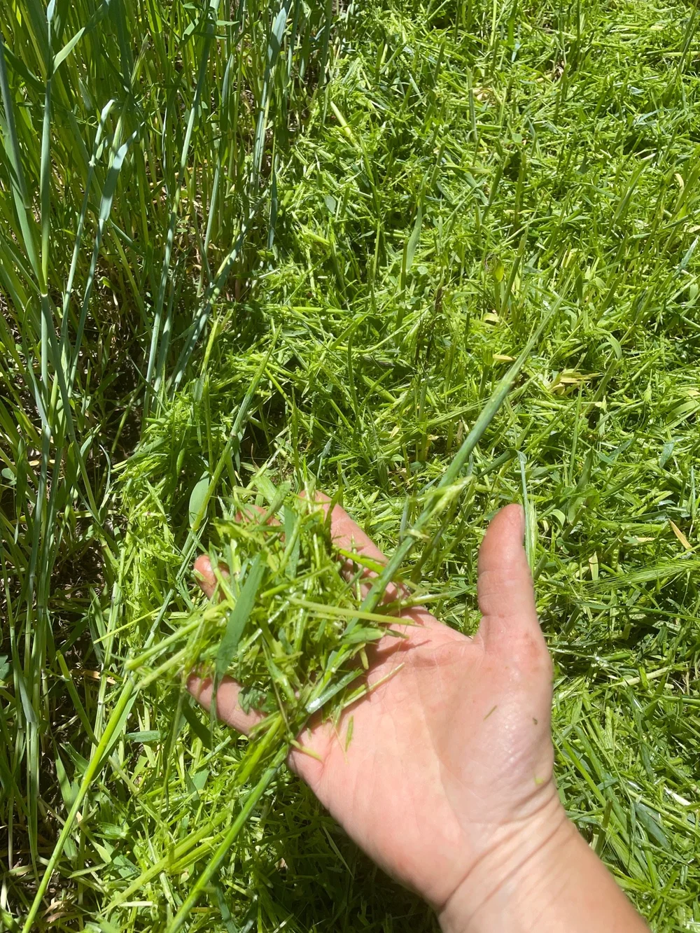Another field with mulched cover crop