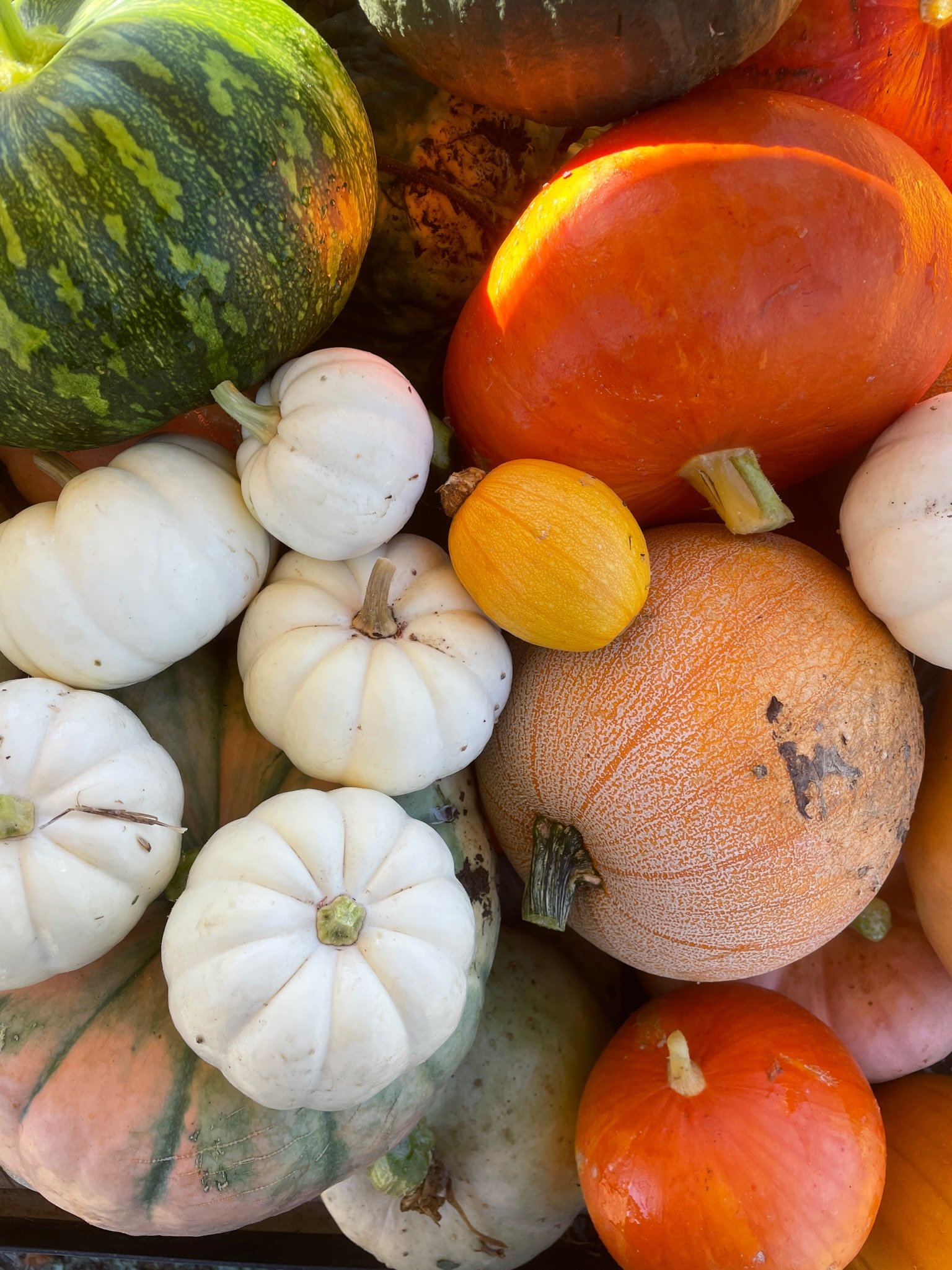 Immature pumpkins, not developing