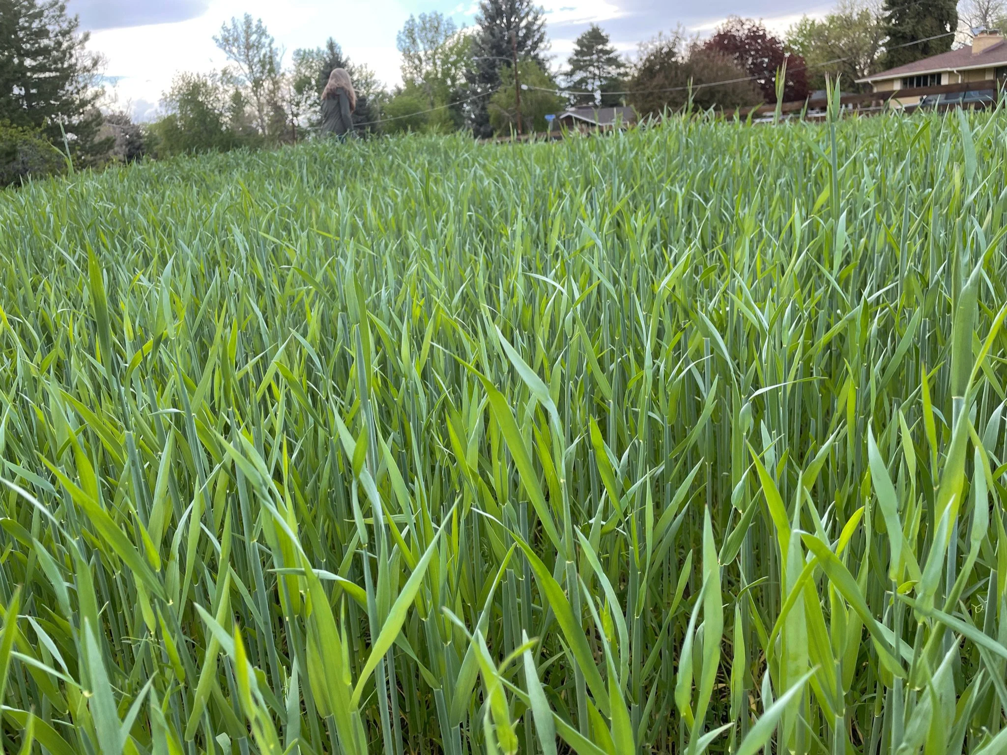No Till in a Dry Climate