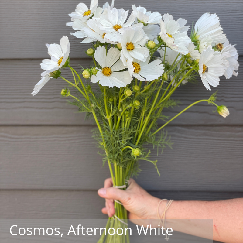 Cosmos, Afternoon White.png