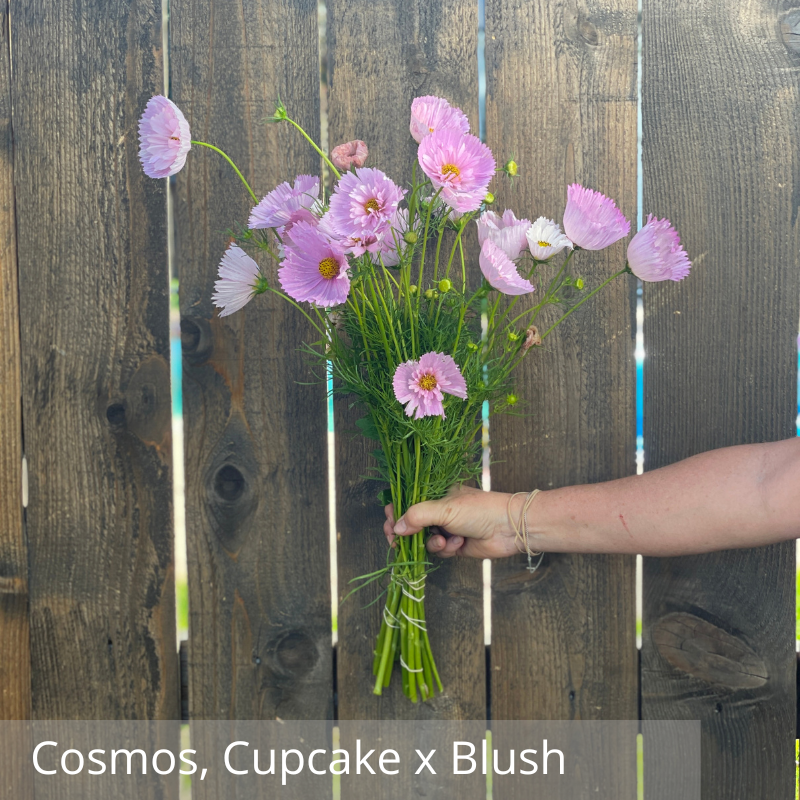 Cosmos, Cupcake Blush.png