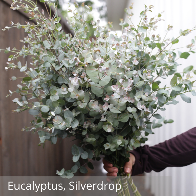 Eucalyptus, Silverdrop.png