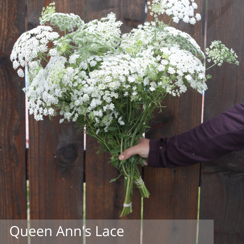 Queen Ann's Lace.png