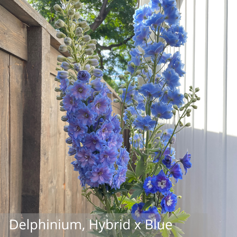 Delphinium, Hybrid Blue.png