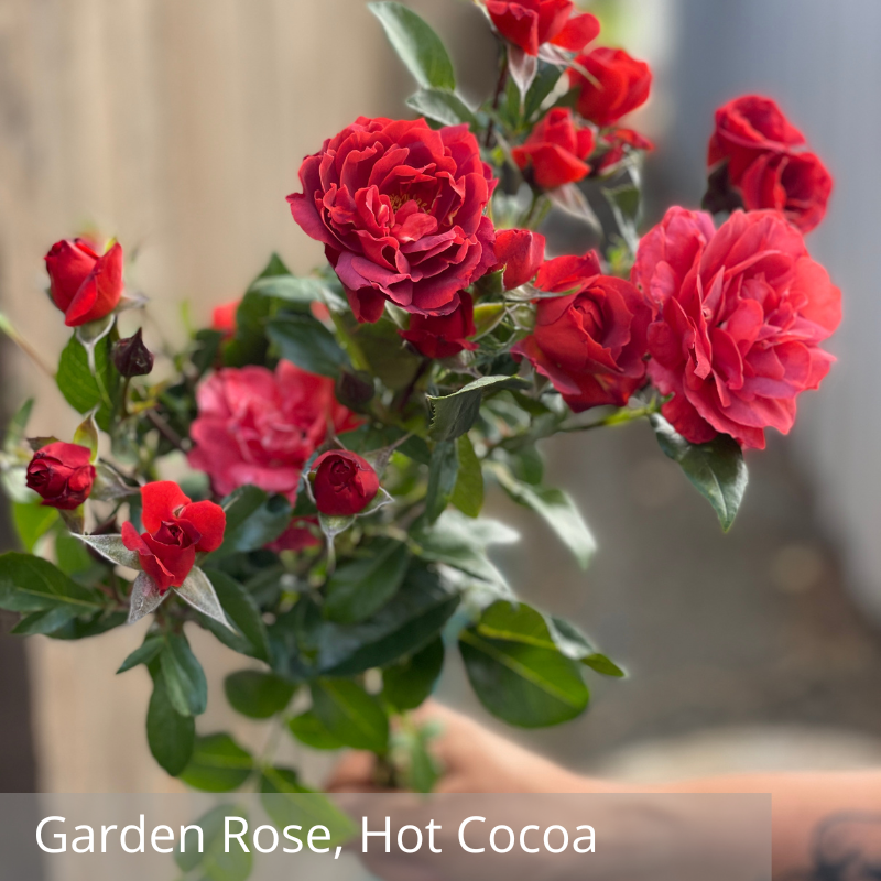 Garden Rose, Hot Cocoa.png
