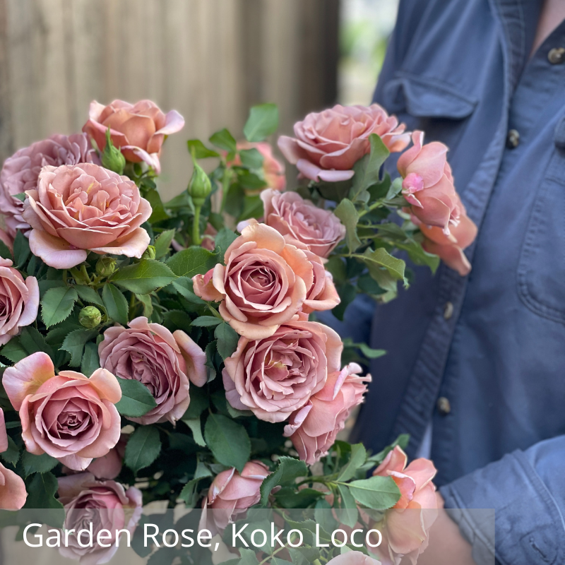 Garden Rose, Koko Loco.png