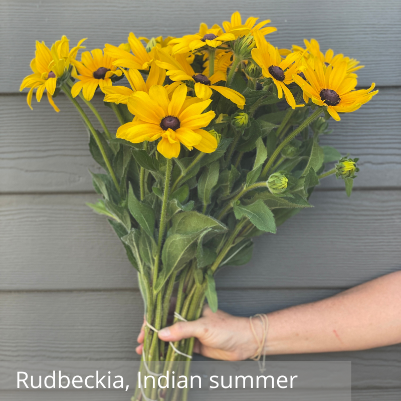 Rudbeckia, Indian Summer.png