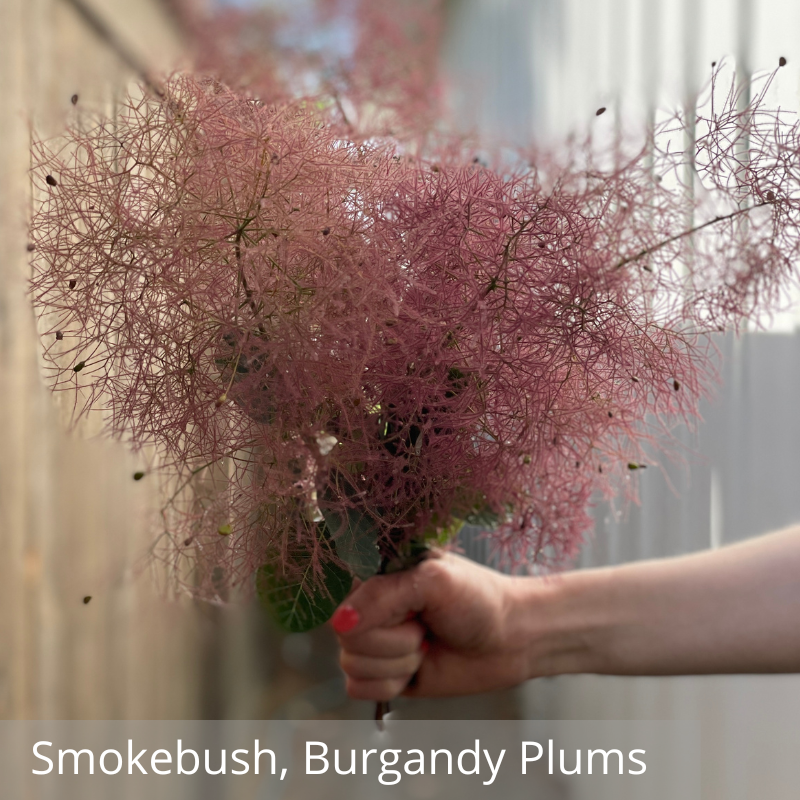 Smokebush, Burgandy Plums.png