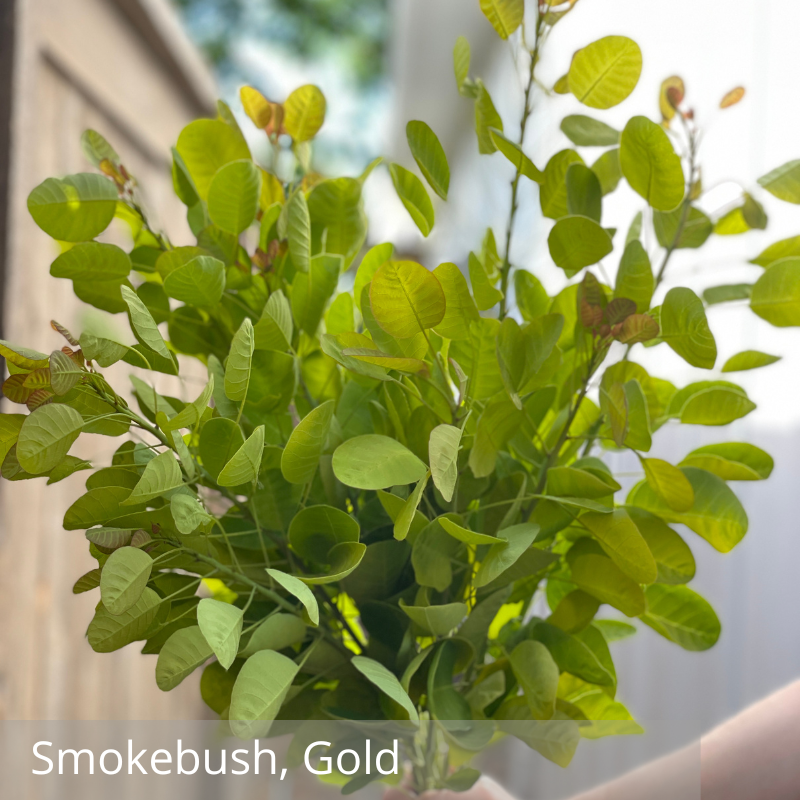 Smokebush, Gold.png