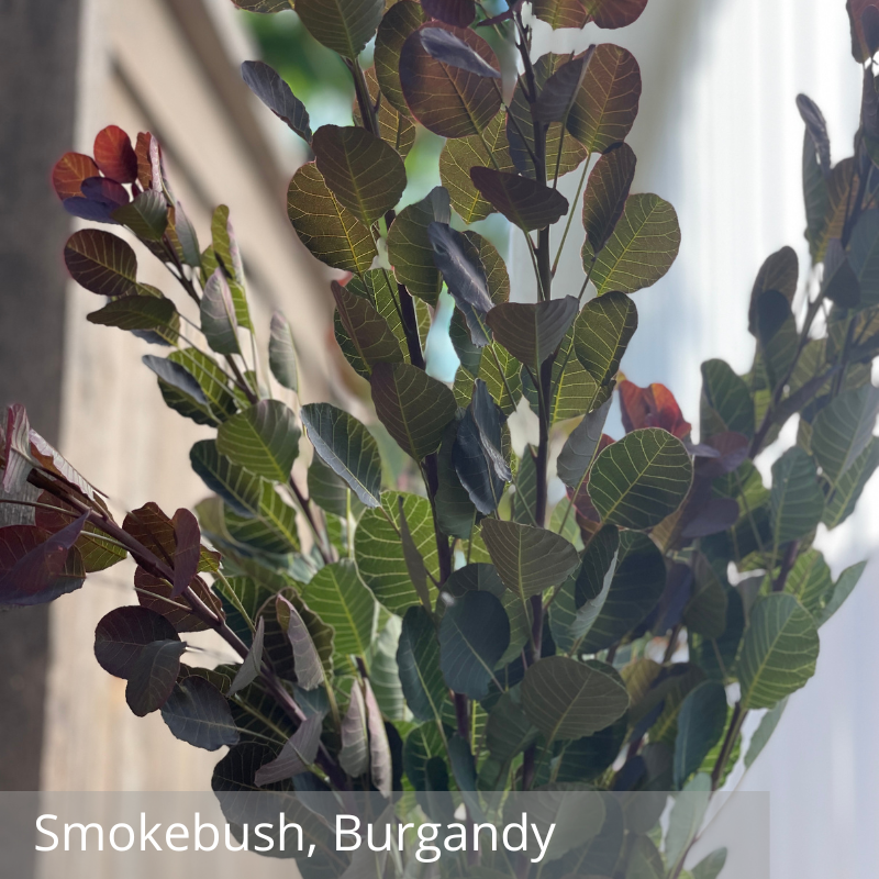 Smokebush, Red.png