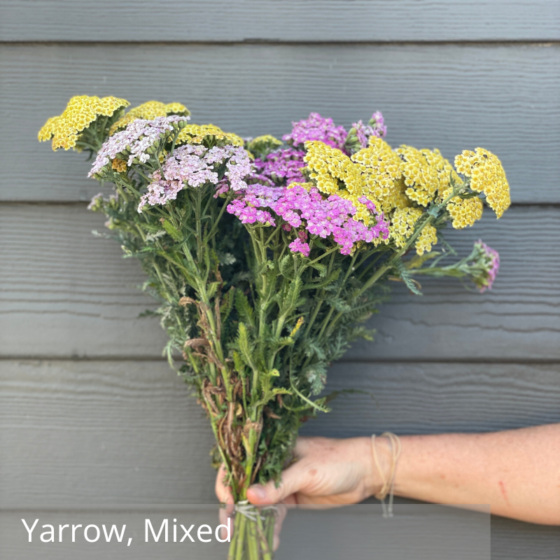 Yarrow, Mix.png