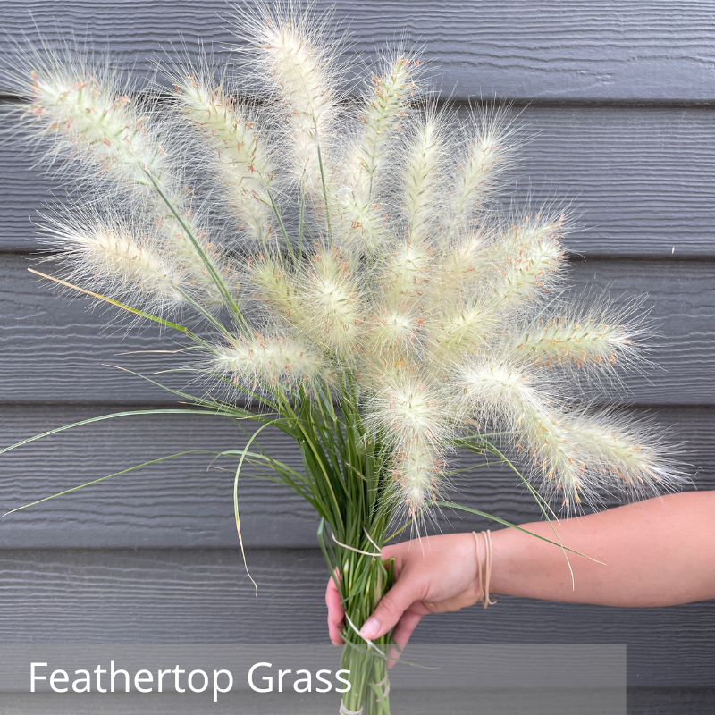 Feathertop Grass.png