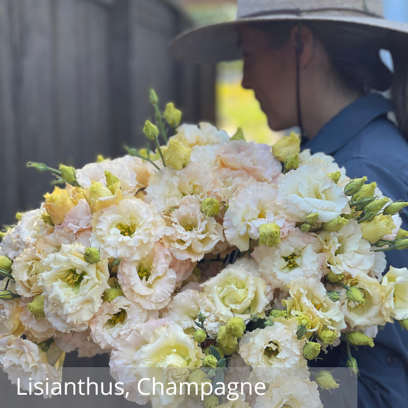 Lisianthus, Champagne.png