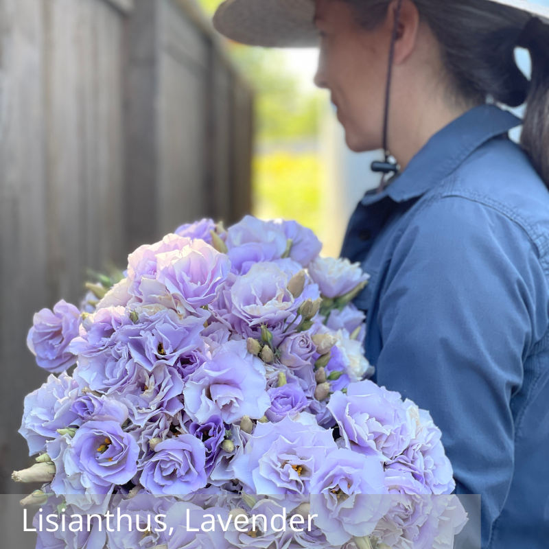Lisianthus, Lavender.png