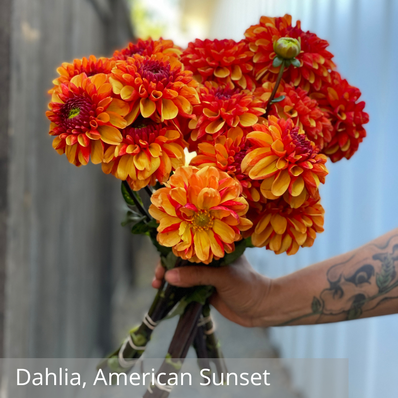 Dahlia, American Sunset.png