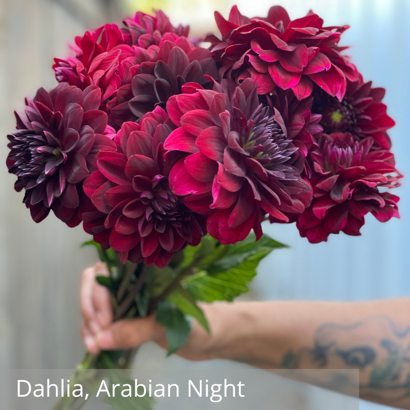 Dahlia, Arabian Night.png
