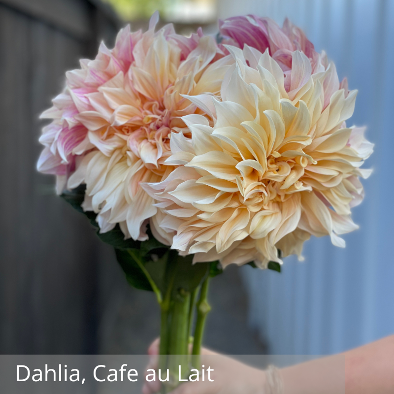 Dahlia, Cafe au Lait.png